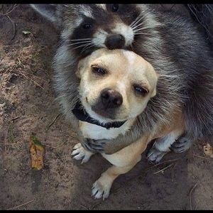 Meet your Posher, Veronica